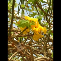 Uncarina grandidieri (fam Pedaliacees) (Madagascar) (2)